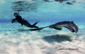 "The Stingray Dancer In Action!"  Underwater Ellen and th... by Richard Apple 